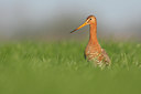 BUITEN BEELD Foto: 116482