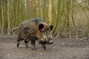 BUITEN BEELD Foto: 116524