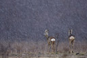 BUITEN BEELD Foto: 116601