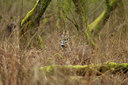 BUITEN BEELD Foto: 116641