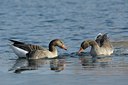 BUITEN BEELD Foto: 116737