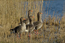 BUITEN BEELD Foto: 116739
