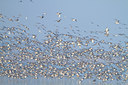 BUITEN BEELD Foto: 116751