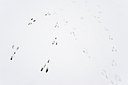 BUITEN BEELD Foto: 116787