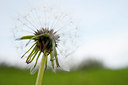 BUITEN BEELD Foto: 116798