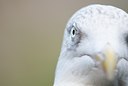 BUITEN BEELD Foto: 116835