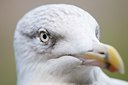 BUITEN BEELD Foto: 116836