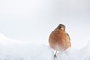 BUITEN BEELD Foto: 116938