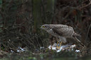 BUITEN BEELD Foto: 116955