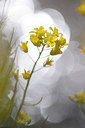 BUITEN BEELD Foto: 116986