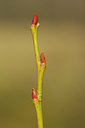 BUITEN BEELD Foto: 117020