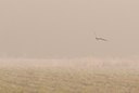 BUITEN BEELD Foto: 117025