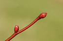 BUITEN BEELD Foto: 117046