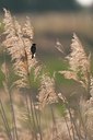 BUITEN BEELD Foto: 117133