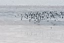 BUITEN BEELD Foto: 117142