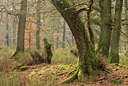 BUITEN BEELD Foto: 117216