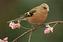 BUITEN BEELD Foto: 117227
