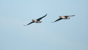 BUITEN BEELD Foto: 117266
