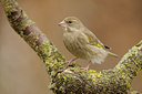 BUITEN BEELD Foto: 117317