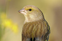 BUITEN BEELD Foto: 117375