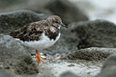 BUITEN BEELD Foto: 117486