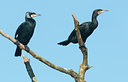 BUITEN BEELD Foto: 117573