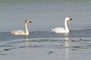 BUITEN BEELD Foto: 117635
