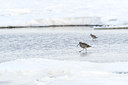 BUITEN BEELD Foto: 117741