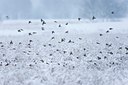 BUITEN BEELD Foto: 117792