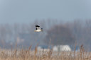 BUITEN BEELD Foto: 117807
