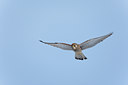 BUITEN BEELD Foto: 117829