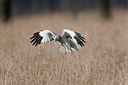 BUITEN BEELD Foto: 117843