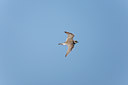 BUITEN BEELD Foto: 117849