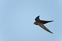 BUITEN BEELD Foto: 117923