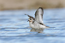 BUITEN BEELD Foto: 117932