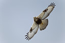 BUITEN BEELD Foto: 117948