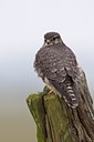 BUITEN BEELD Foto: 118115