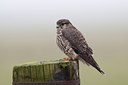 BUITEN BEELD Foto: 118117