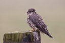 BUITEN BEELD Foto: 118121