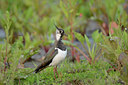 BUITEN BEELD Foto: 118152