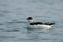 BUITEN BEELD Foto: 118175
