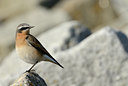 BUITEN BEELD Foto: 118177
