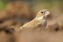 BUITEN BEELD Foto: 118197