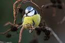 BUITEN BEELD Foto: 118209