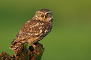 BUITEN BEELD Foto: 118342