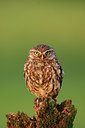 BUITEN BEELD Foto: 118344