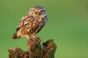 BUITEN BEELD Foto: 118346
