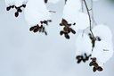 BUITEN BEELD Foto: 118386