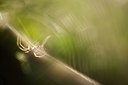 BUITEN BEELD Foto: 118410