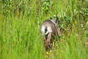 BUITEN BEELD Foto: 118424